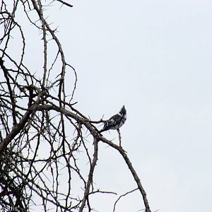 Pied Kingfisher - Lake Naivasha