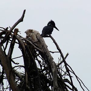 Giant Kingfisher - Lake Naivasha
