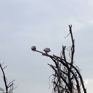 Pink-backed Pelicans - Lake Naivasha