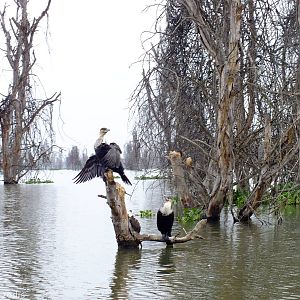 White-breasted Cormorants - Lake Naivasha
