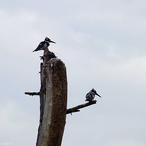 Pied Kingfishers - Lake Naivasha