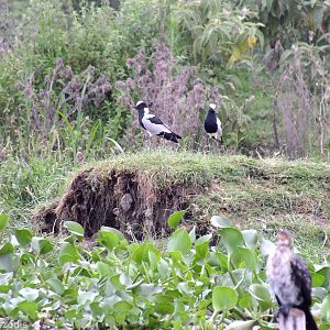 Blacksmith Plovers - Lake Naivasha