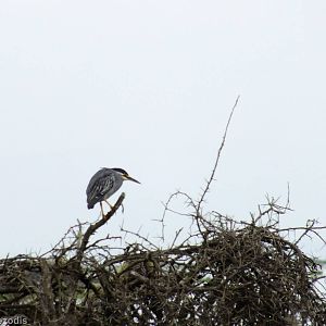 Striated Heron - Lake Naivasha