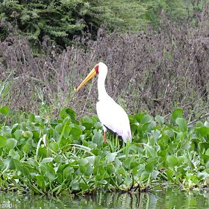 Yellow-billed Stork - Lake Naivasha