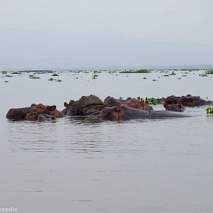 Hippos - Lake Naivasha