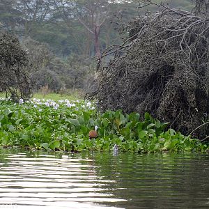 African Jacana - Lake Naivasha