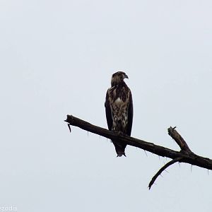 Juvenile African Fish-eagle - Lake Naivasha