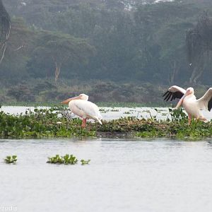 Great White Pelicans - Lake Naivasha
