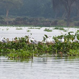 Grey-headed Gulls - Lake Naivasha