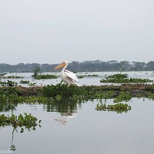 Great White Pelican - Lake Naivasha