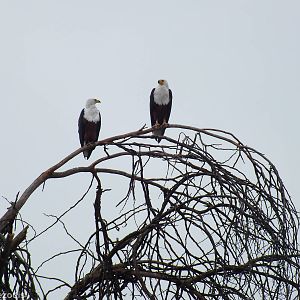 African Fish-eagle Pair - Lake Naivasha