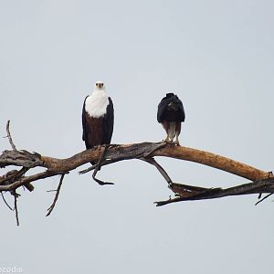 Another African Fish-eagle Pair - Lake Naivasha