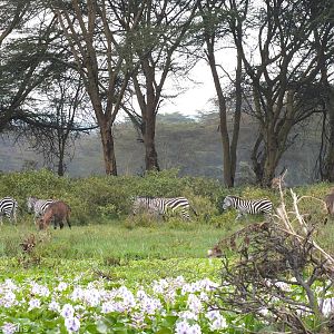 Zebras and Waterbuck- Lake Naivasha