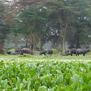 Cape Buffalo - Lake Naivasha