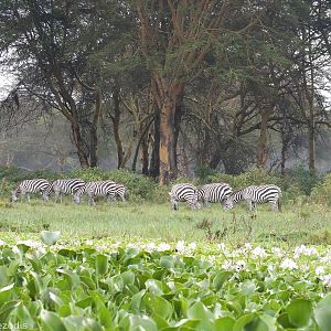 Zebras - Lake Naivasha