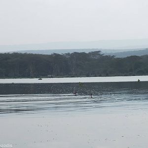 View of the Lake and Two Little Grebes - Lake Naivasha
