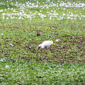 African Spoonbill - Lake Naivasha