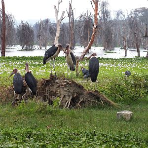 Group of Marabous - Lake Naivasha