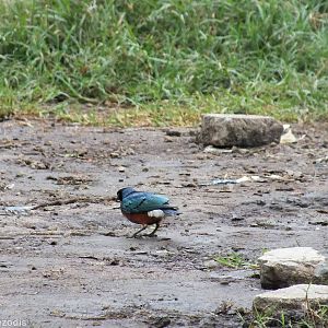 Superb Starling - Lake Naivasha