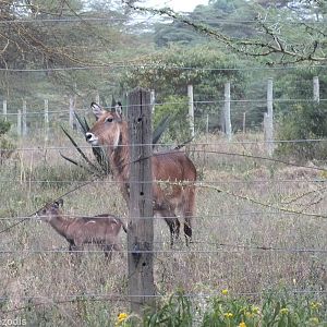 Very Young Waterbuck with Mother - Lake Naivasha