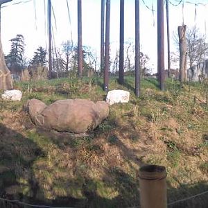 View of the Sumatran Orangutan Outdoor Enclosure From The Veiwing Hut