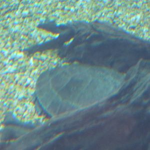 Turtle in Gharial Enclosure Species Unknown