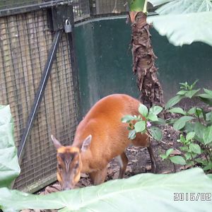 Kadoorie Farm-common muntjac