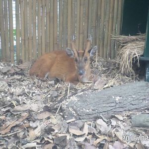 Kadoorie Farm-common muntjac