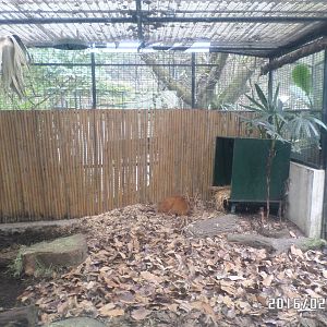 Kadoorie Farm-common muntjac indoor exhibit