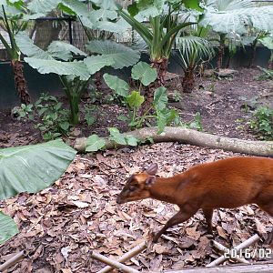 Kadoorie Farm-common muntjac