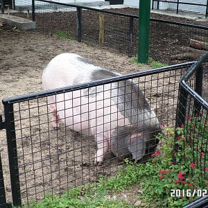 Kadoorie Farm-domestic pig