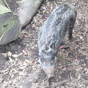 Kadoorie Farm-wild boar