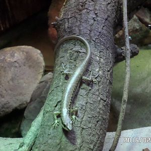 Kadoorie Farm-skink