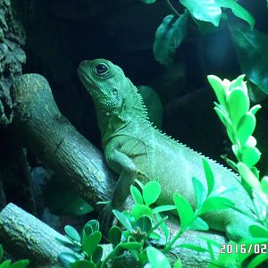 Kadoorie Farm-Chinese Water Dragon