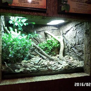 Kadoorie Farm-Chinese Water Dragon exhibit