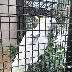 Kadoorie Farm-Yellow-crested cockatoo