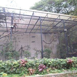 Kadoorie Farm-big aviary of blue-winged macaw