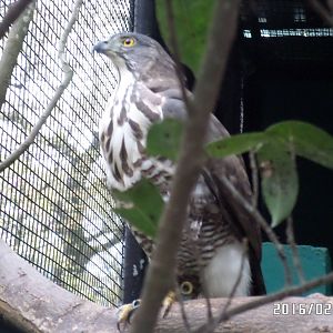 Kadoorie Farm-buzzard