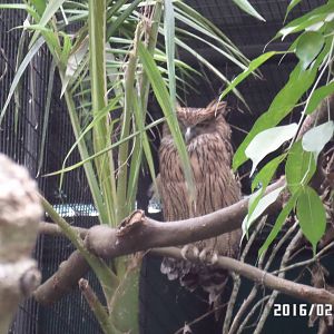 Kadoorie Farm-brown fish owl