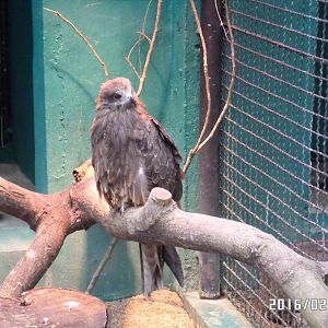 Kadoorie Farm-black kite