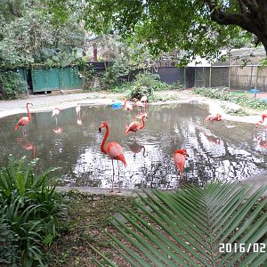 Kadoorie Farm-Caribbean flamingo
