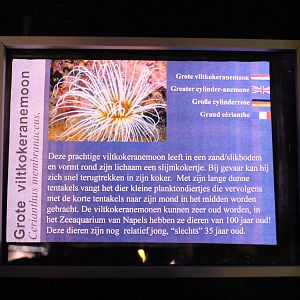 Sign Cylinder anemone