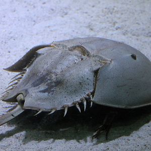 Horsshoe crab