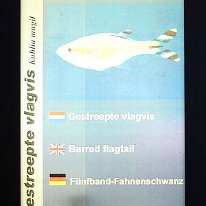 Sign Barred flagtail