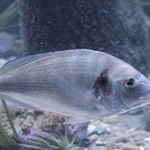 Fish ID