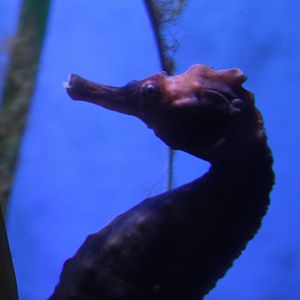 Sea horse species