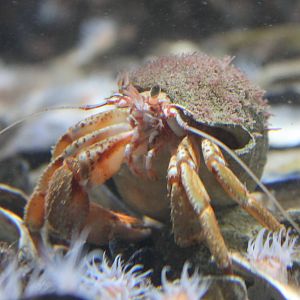 Hermit crab