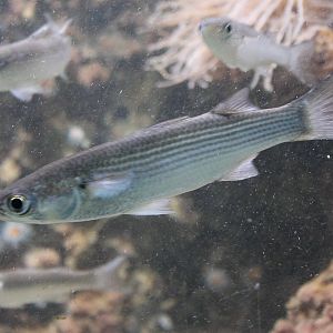 Thick-lipped grey mullets