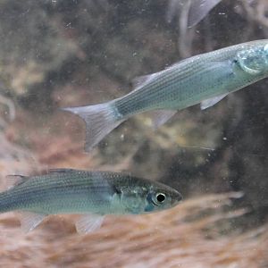 Thick-lipped grey mullets
