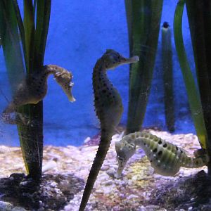 Sea horses
